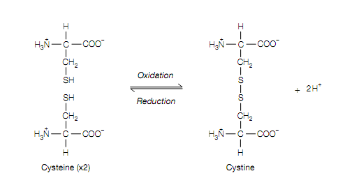 392_Primary structure.png